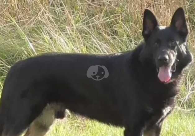 3 kc registered german shepherd pups from health tested parents for sale in Guildford, Surrey - Image 4