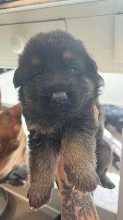 3 week old German shepherd puppies for sale in New England, Somerset