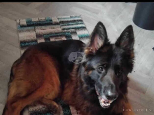 3 year old German shepherd bitch for sale in Camborne, Cornwall