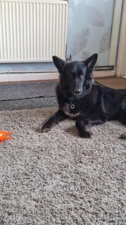 3 year old German shepherd for sale. for sale in Coventry, West Midlands - Image 4