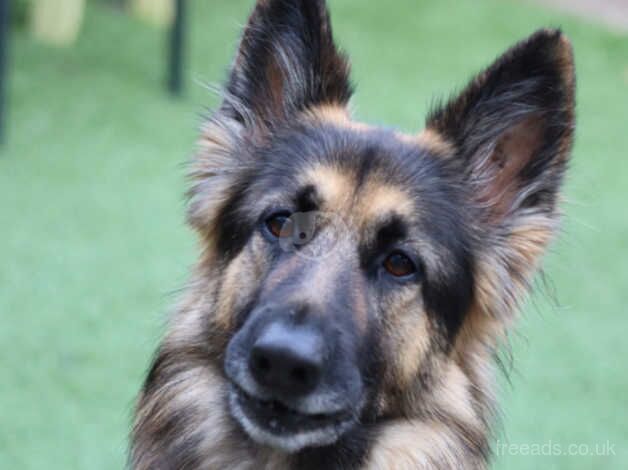 3 year old German shepherd for sale in Ebbw Vale/Glyn Ebwy, Blaenau Gwent