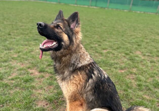 3 year old GSD female for sale in Derby, Derbyshire