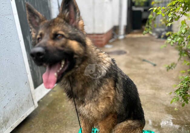 3 year old GSD female for sale in Derby, Derbyshire - Image 3