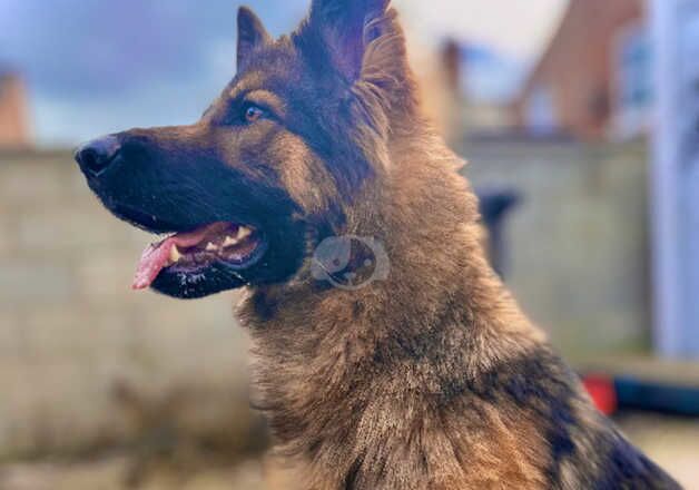 3 year old GSD female for sale in Derby, Derbyshire - Image 5