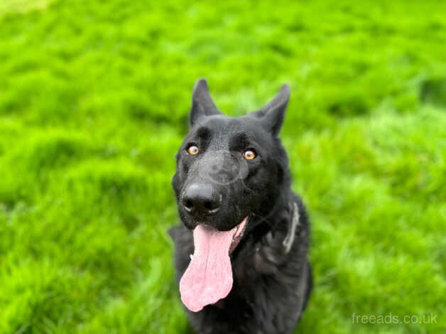 3 Year Old Male German Shepherd for sale in March, South Lanarkshire