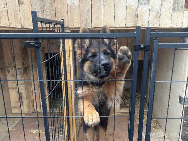 3month puppy girl gsd for sale in London