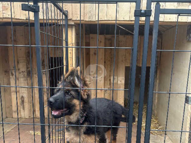 3month puppy girl gsd for sale in London - Image 3