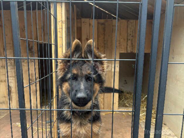 3month puppy girl gsd for sale in London - Image 4