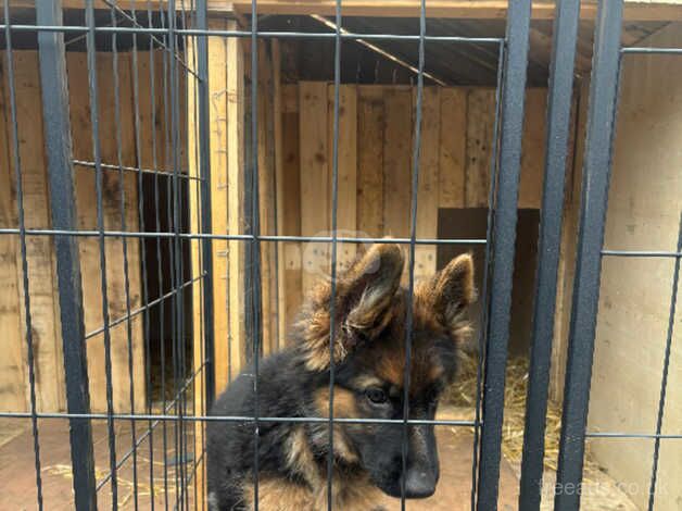 3month puppy girl gsd for sale in London - Image 5