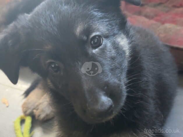 4 female German shepherd for sale in Bath, Somerset - Image 2