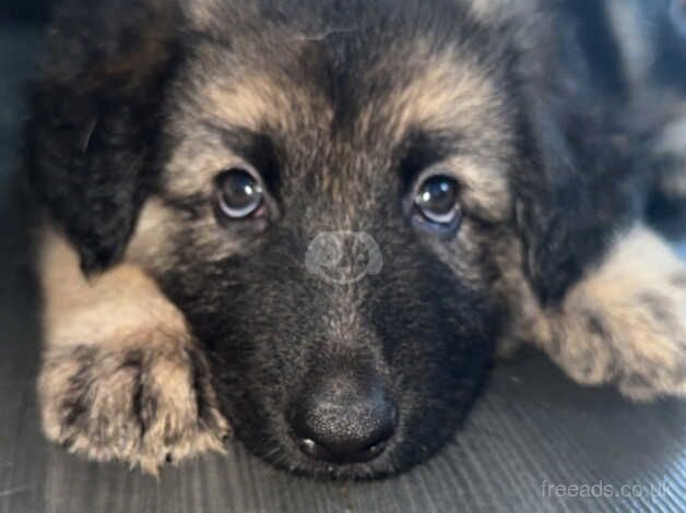 4 female German shepherd for sale in Bath, Somerset - Image 3