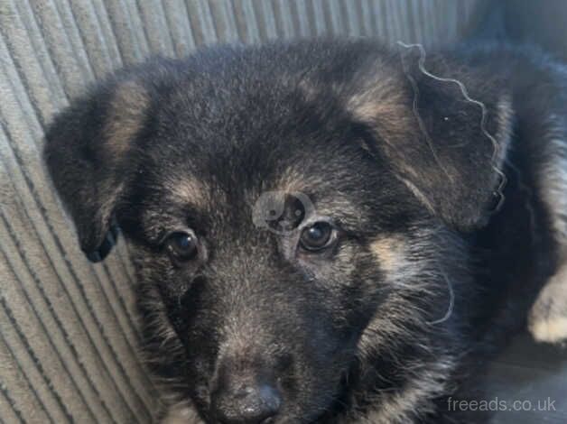 German Shepherd Puppies for sale