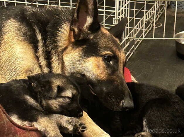 4 female German shepherd for sale in Bath, Somerset - Image 5