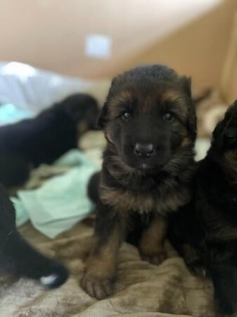4 gorgeous chunky medium coated puppies for sale in Stratford-upon-avon, England - Image 1