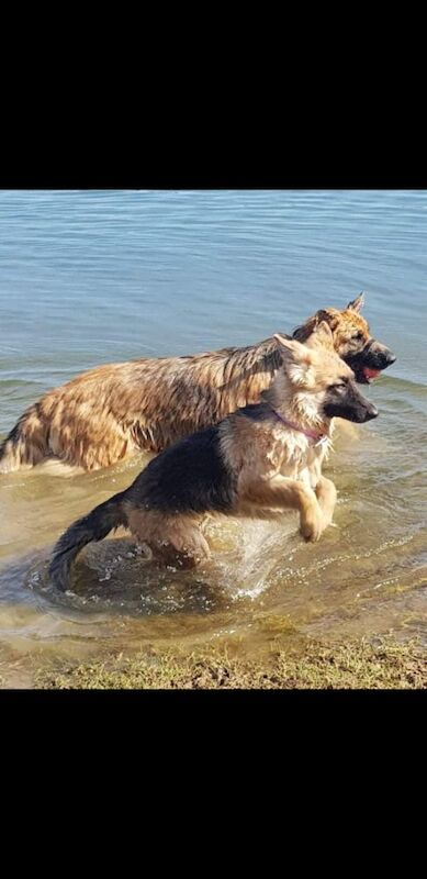 4 year old female German shepherd for sale in Witney, Oxfordshire