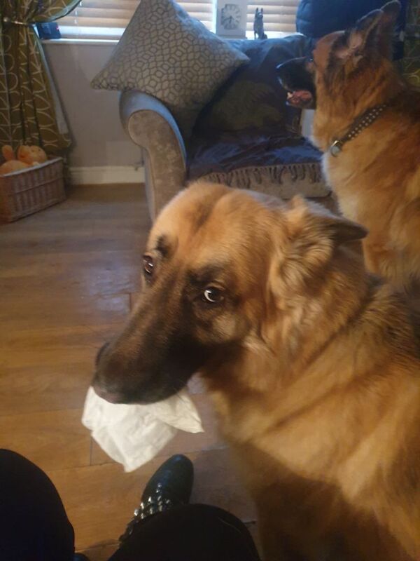 4 year old female German shepherd for sale in Witney, Oxfordshire - Image 2