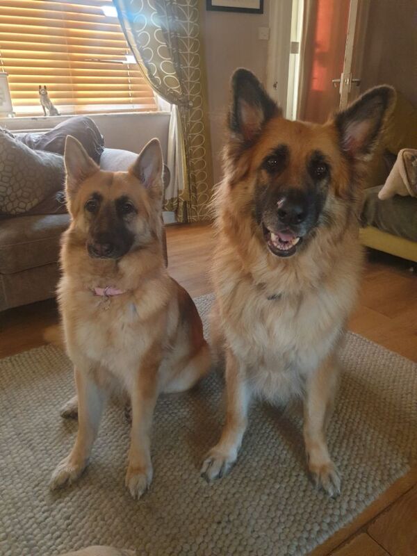 4 year old female German shepherd for sale in Witney, Oxfordshire - Image 3