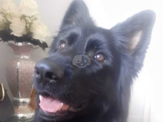 4 year old German shepherd for sale in Bristol