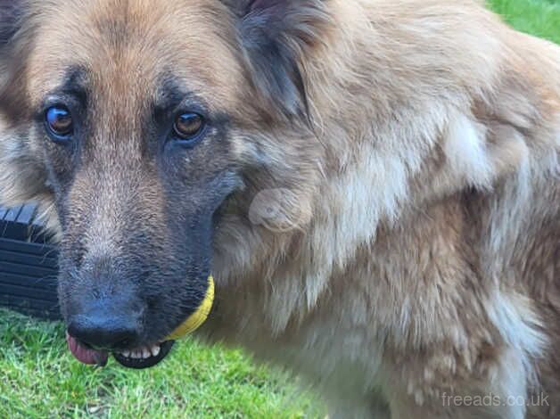 4 year old German shepherd for sale in Norwich, Norfolk