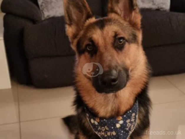 4 year old German Shepherd for sale in Nottingham, Nottinghamshire