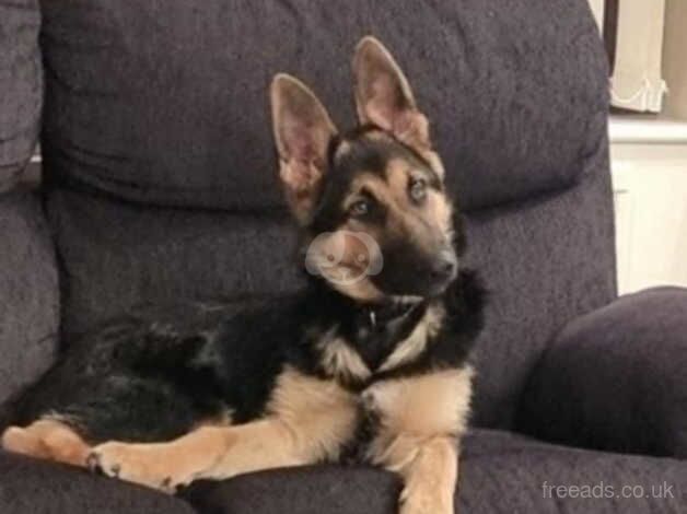 German Shepherd Puppies for sale