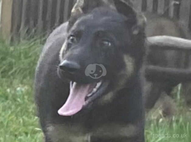 5 BIG CHUNKY GERMAN SHEPHARDS for sale in Pontefract, West Yorkshire