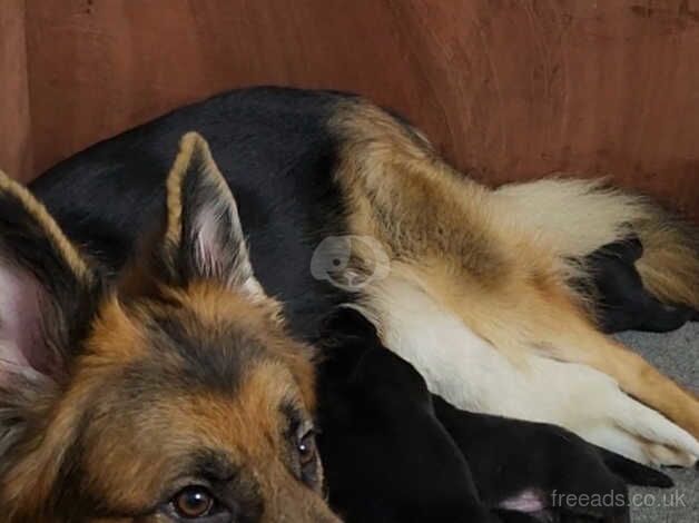 KC Registered German Shepherd Puppies for sale in West Midlands