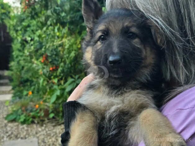 5 fantastic KC Registered German Shepherd puppies. available to the right homes in September. for sale in Norwich, Norfolk