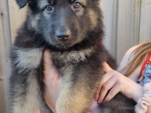 5 german shepard puppies for sale in Blackpool, Lancashire - Image 1