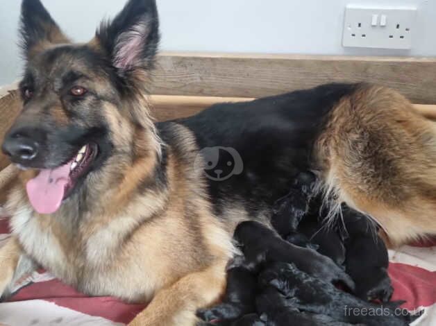 5 german shepard puppies for sale in Blackpool, Lancashire - Image 2