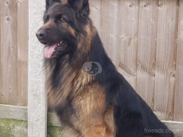 5 german shepard puppies for sale in Blackpool, Lancashire - Image 3