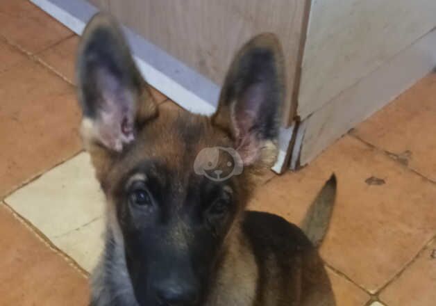 German Shepherds for sale in Luton, Bedfordshire