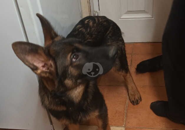 German Shepherd Puppies for sale in Bedfordshire