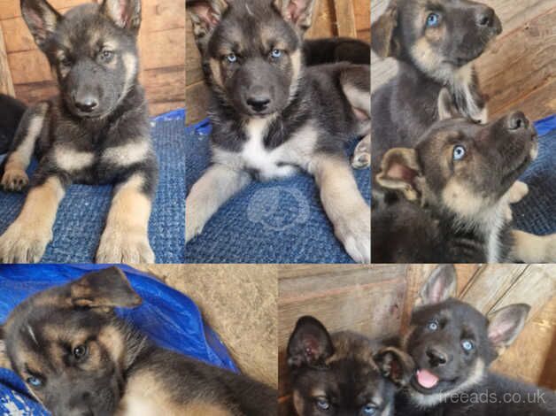 5 left of 7 german shepherd cross husky puppies ( ready for new homes) for sale in Cambridgeshire