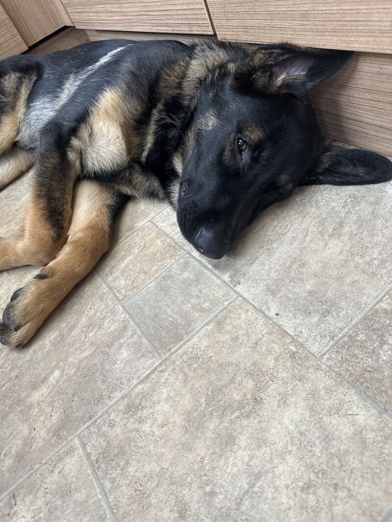 5 month old for sale in Hemel Hempstead, Hertfordshire - Image 3