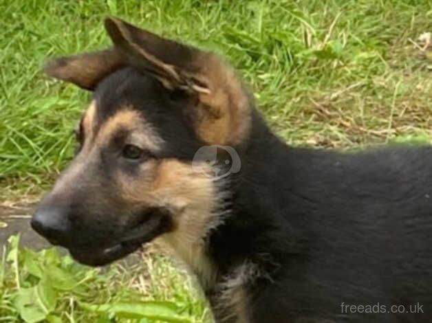 5 month old german shepherd male for sale in Blackpool, Lancashire