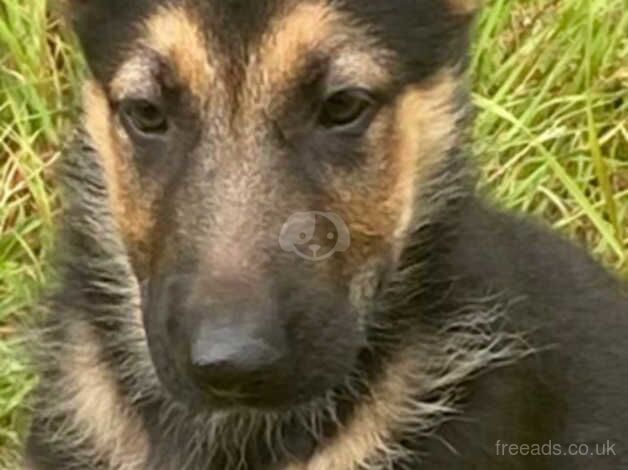 5 month old german shepherd male for sale in Blackpool, Lancashire - Image 2