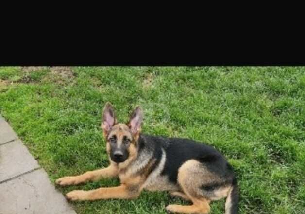 5 month old German shepherd puppy for sale in Carshalton, Sutton, Greater London