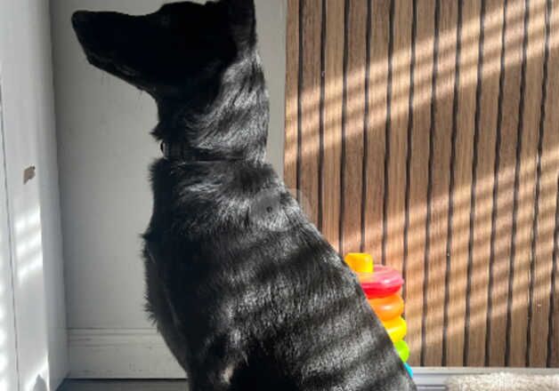 5 month old male black German shepherd for sale in Sunderland, Tyne and Wear