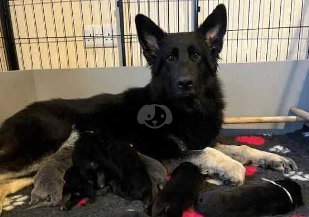 German Shepherds for sale in Sunderland, Tyne and Wear