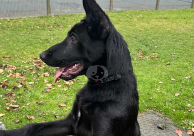 5 month old male black German shepherd for sale in Sunderland, Tyne and Wear - Image 3