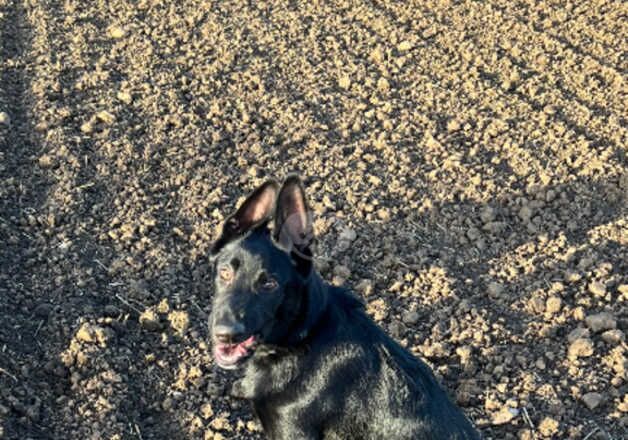 5 month old male black German shepherd for sale in Sunderland, Tyne and Wear - Image 5