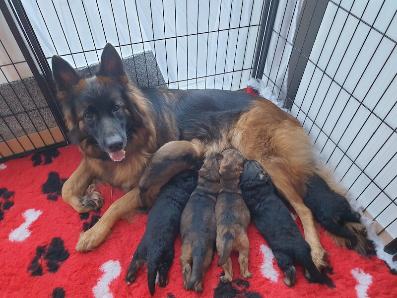 5 Star GSD Puppies Require 5 Star Homes - German Shepherd Puppies For