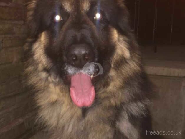 5 year beautiful male German Shepard for sale in Bradford, West Yorkshire