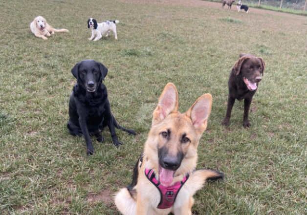 German Shepherds for sale in Burton upon Trent, Staffordshire