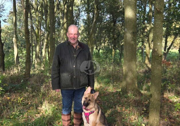 German Shepherd Puppies for sale in Staffordshire