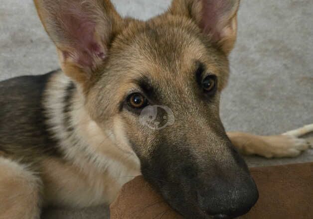 German Shepherd Puppies for sale