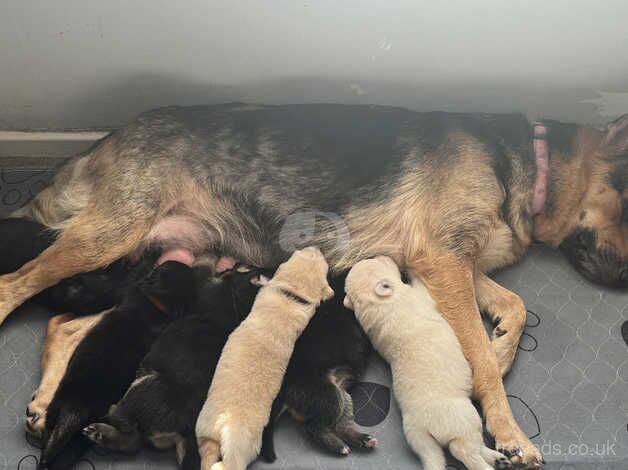 6 Beautiful Chunky German Shepherds Puppies for sale in Plymouth, Devon