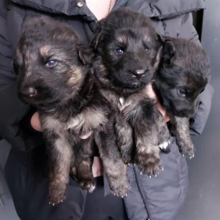 6 German shepherd puppies 3 boys 3 girls 4 weeks old for sale in Sheerness, Kent - Image 2