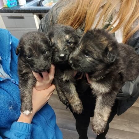 6 German shepherd puppies 3 boys 3 girls 4 weeks old for sale in Sheerness, Kent - Image 5